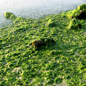Macroalgae bloom, Ulva lactuca (sea lettuce), that washed up onto the Oxford beach along the Tred Avon River. (Photo courtesy of C. Wicks, IAN).