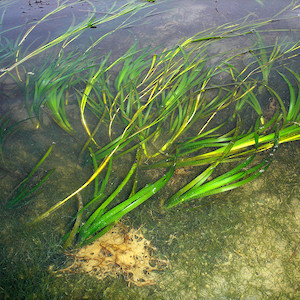 Zostera marina (eelgrass) growing amongst macroaglae. (Photo courtesy of T. Carruthers, IAN).